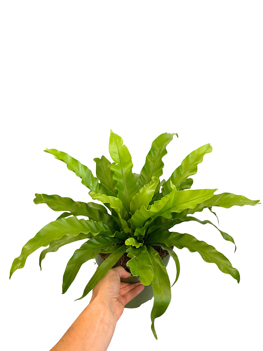 Nestfarn Asplenium Antiquum