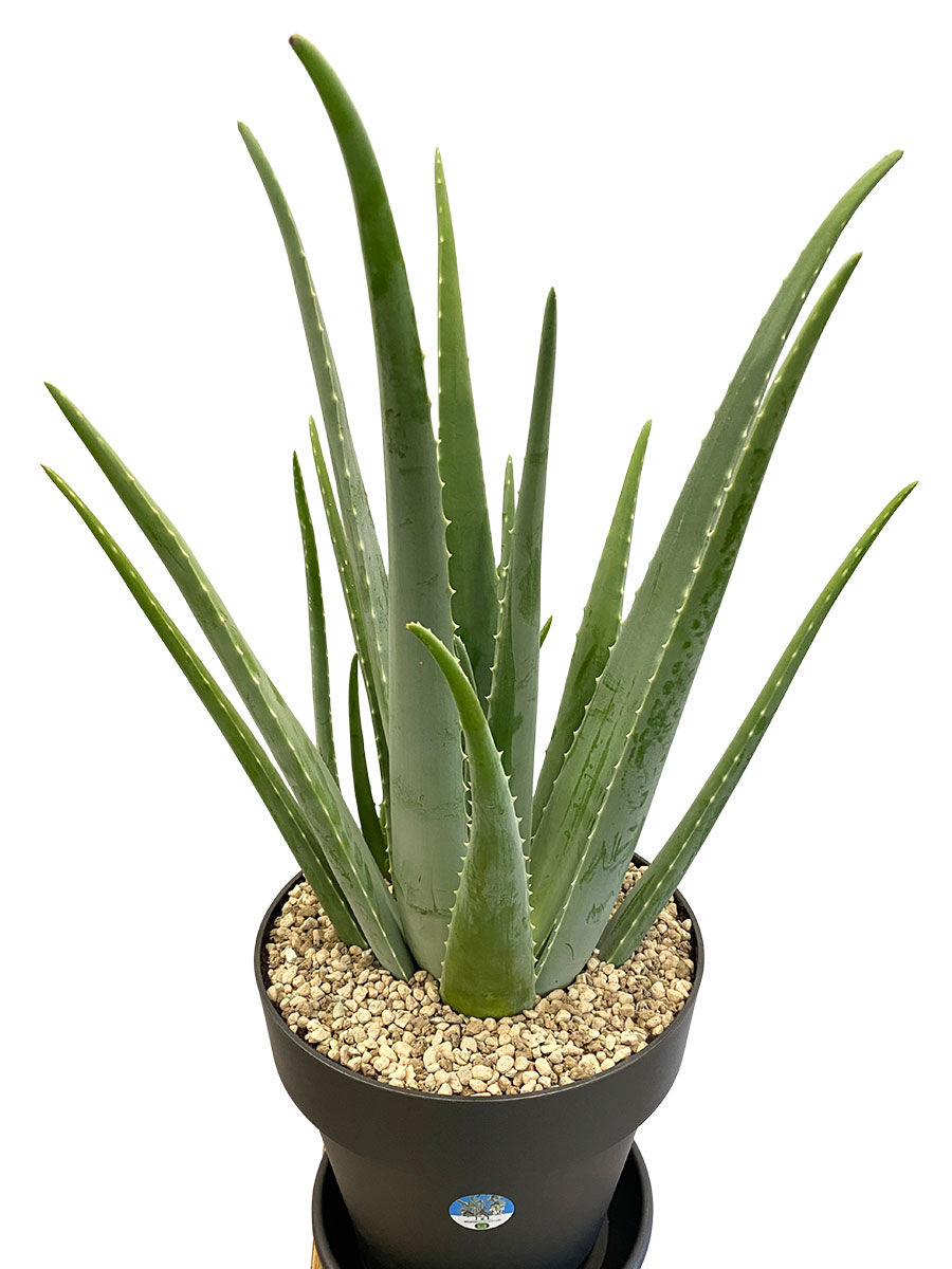 Echte Aloe Vera Bio