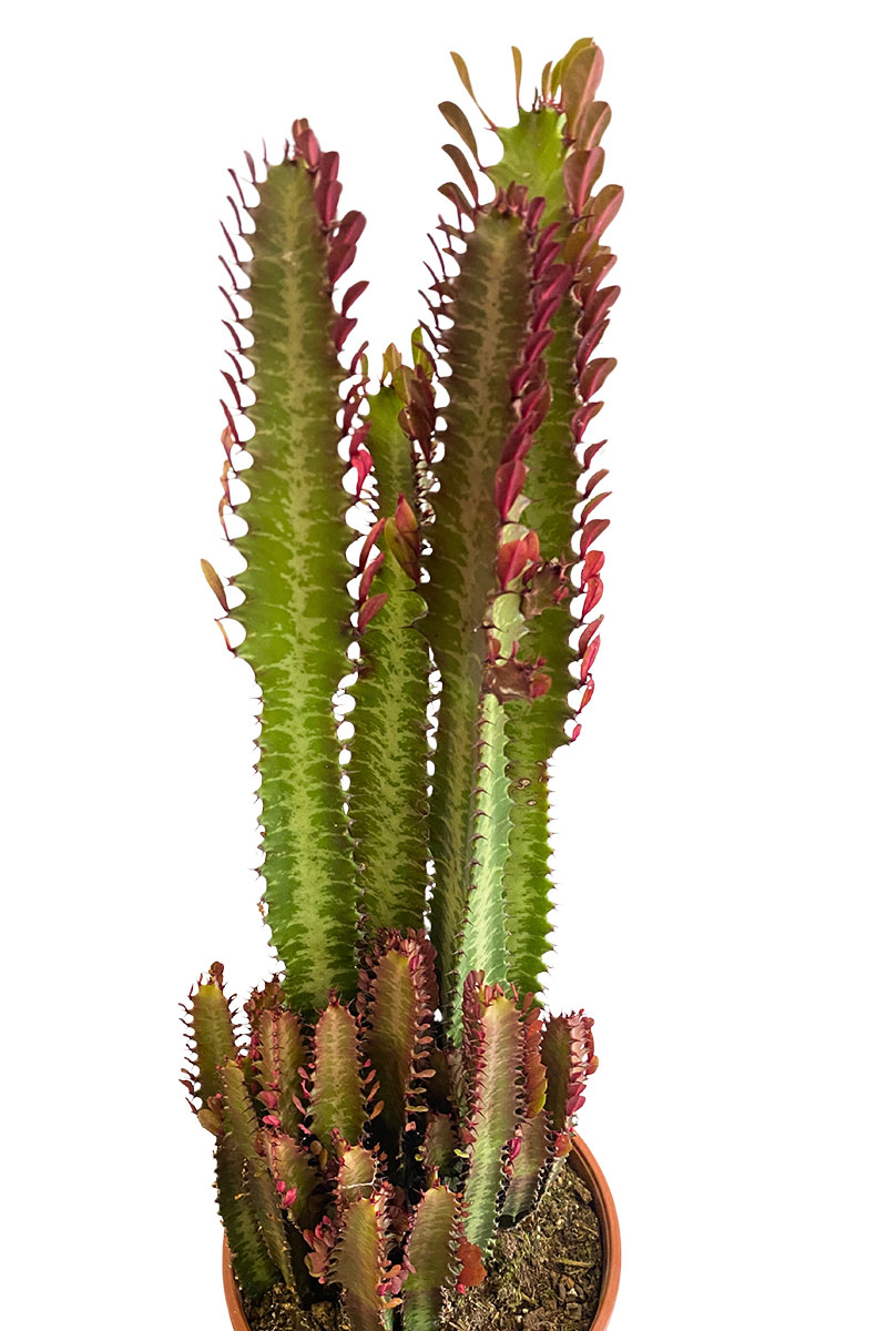 Euphorbia Trigona Rubra
