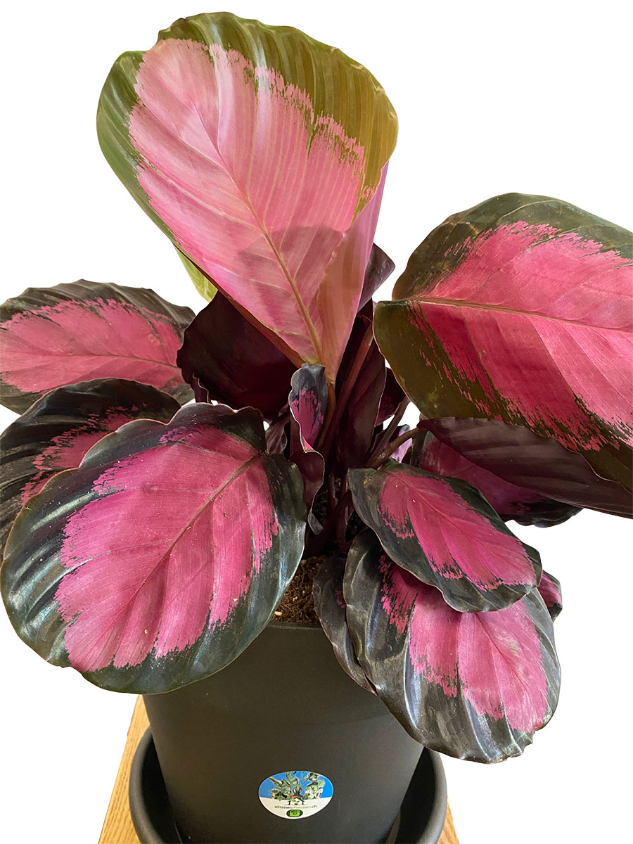  Calathea Roseopicta Crimson