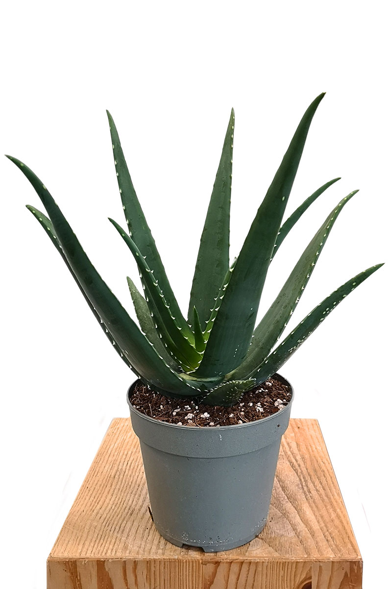 Aloe Medivera Equator - Bio