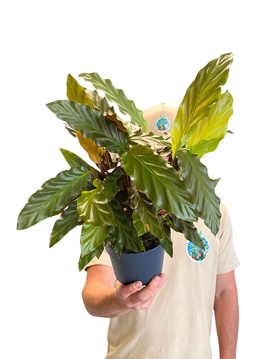 Calathea Rufibarba