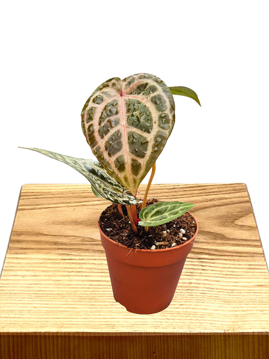 Anthurium DocBlock® Thor's Lightning × Home Sweet Home