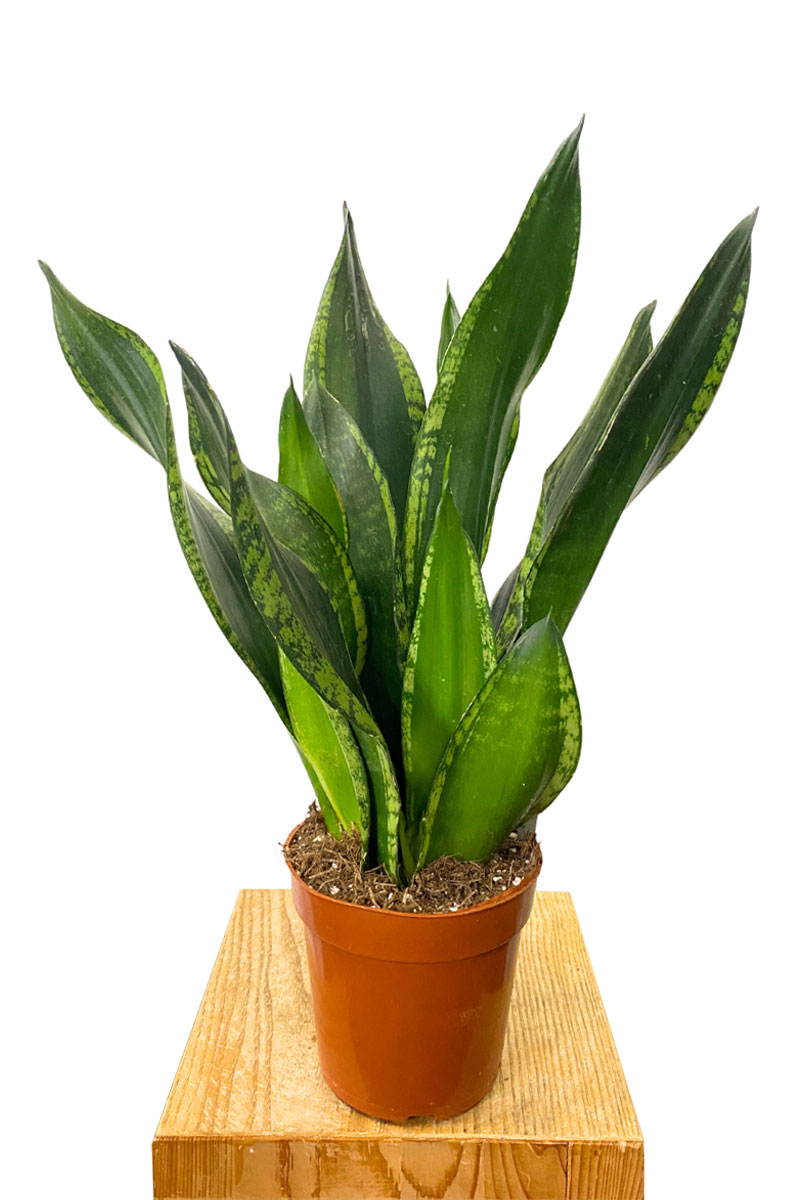 Sansevieria Silver Flame