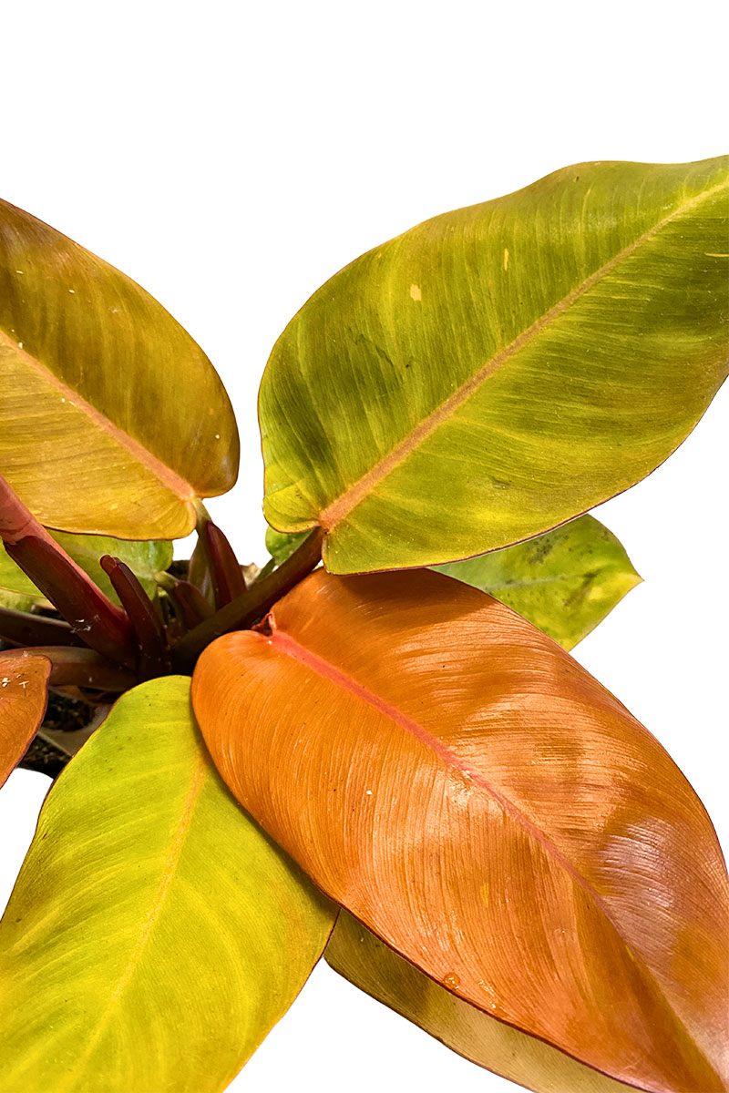 Philodendron Prince of Orange