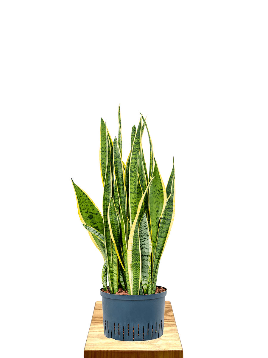 Hydro - Bogenhanf Sansevieria Laurentii