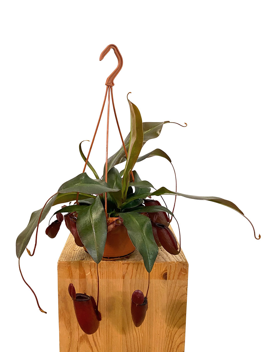 Hänger - Kannenpflanze Nepenthes Dark Secret