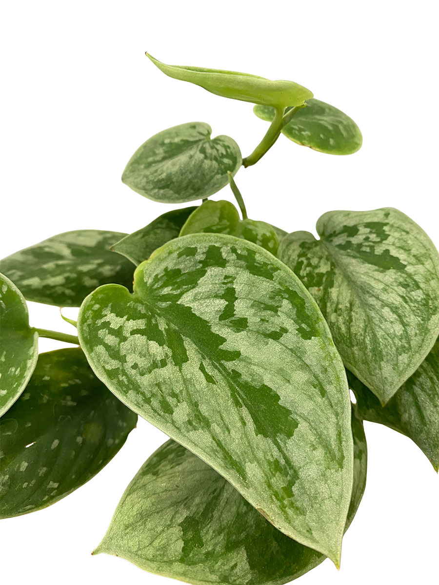Scindapsus Silver Ann