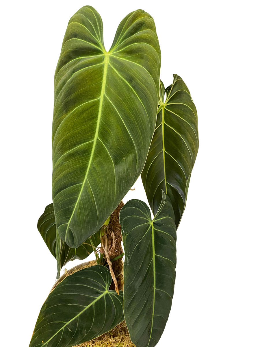 Philodendron Melanochrysum Moosstab