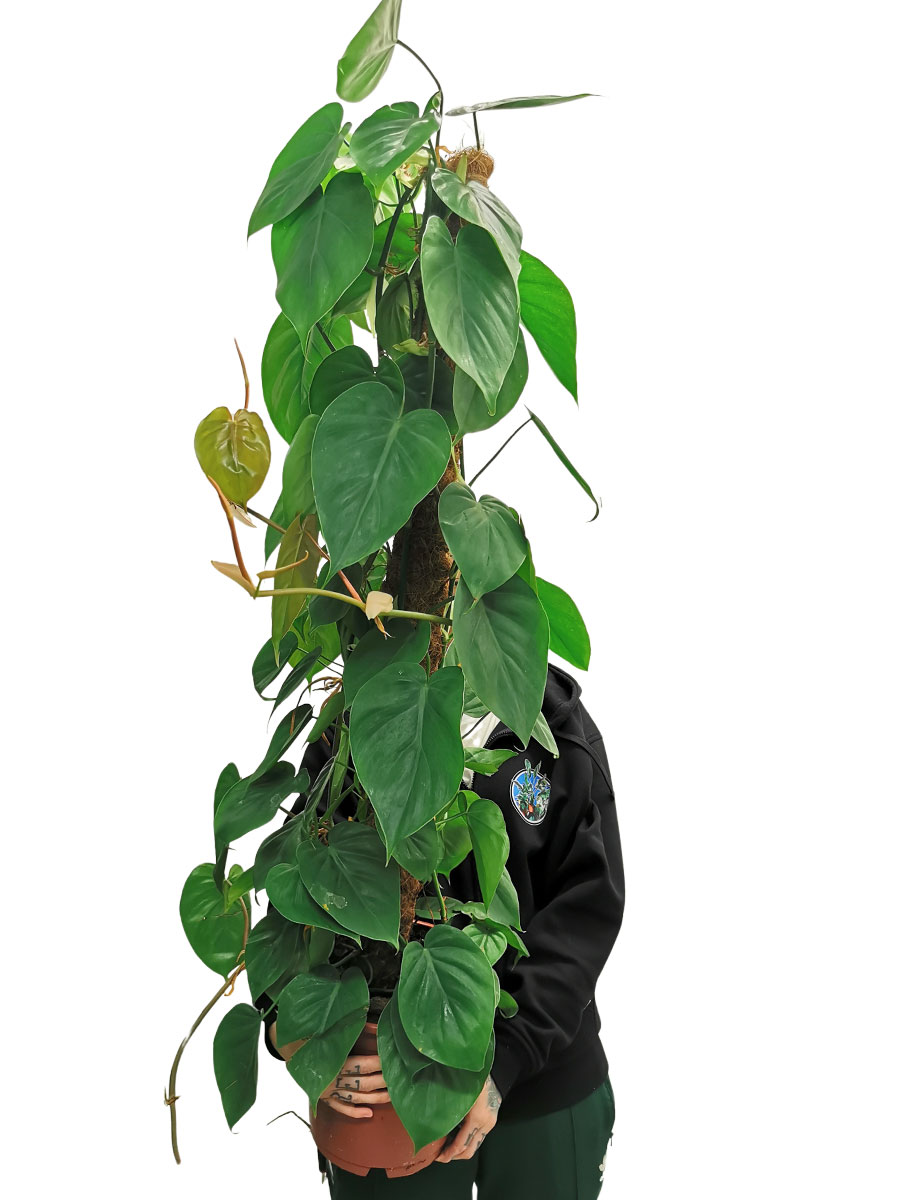 Philodendron scandens 120cm