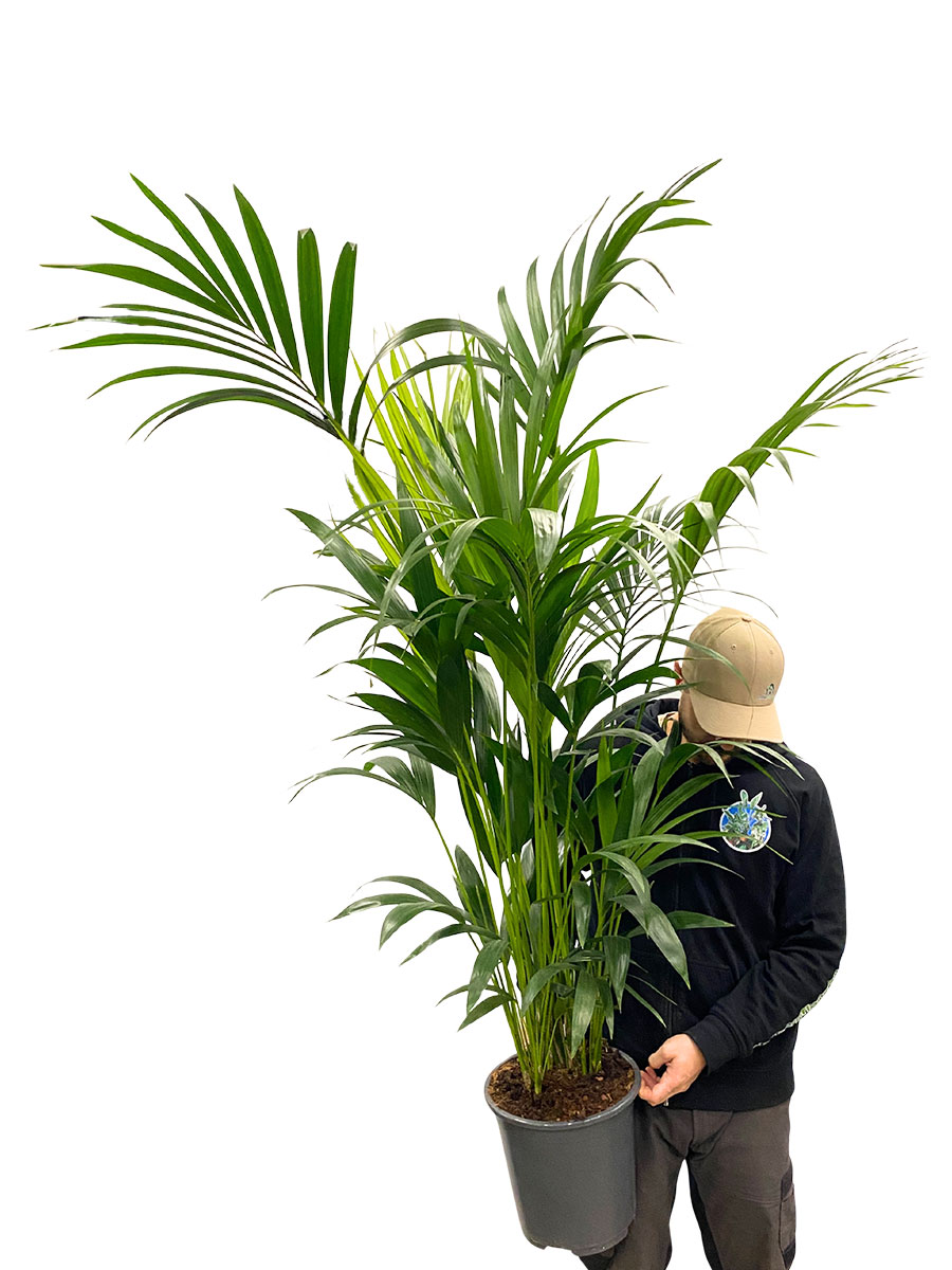 Kentiapalme Howea Forsteriana