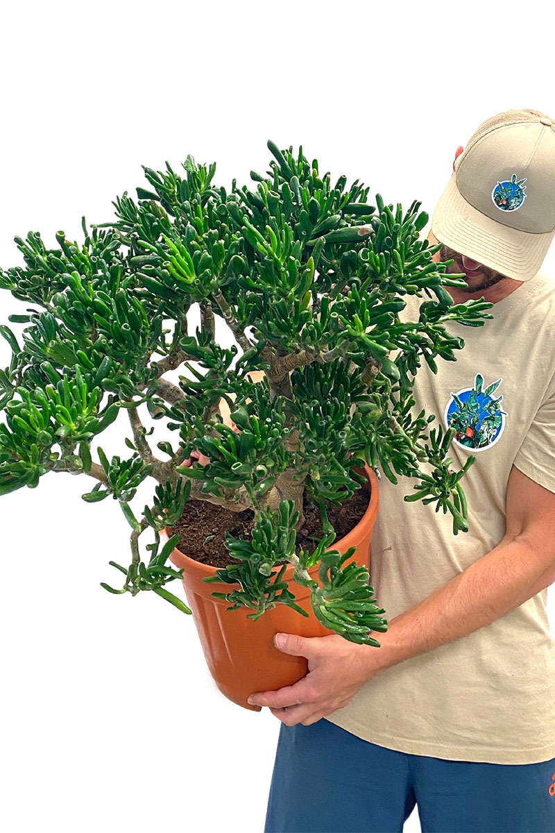 Geldbaum Crassula Hobbit XL (Originalpflanze)