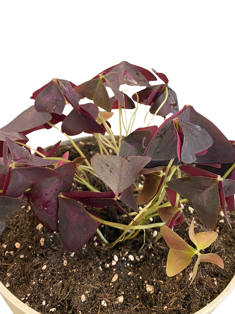 Roter Glücksklee Oxalis Triangularis - Gross