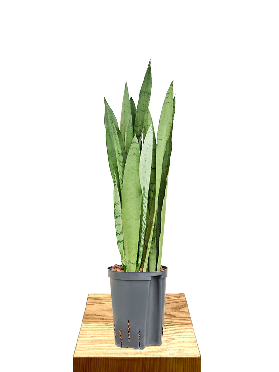 Hydro - Bogenhanf Sansevieria Trifasciata Silver Mist