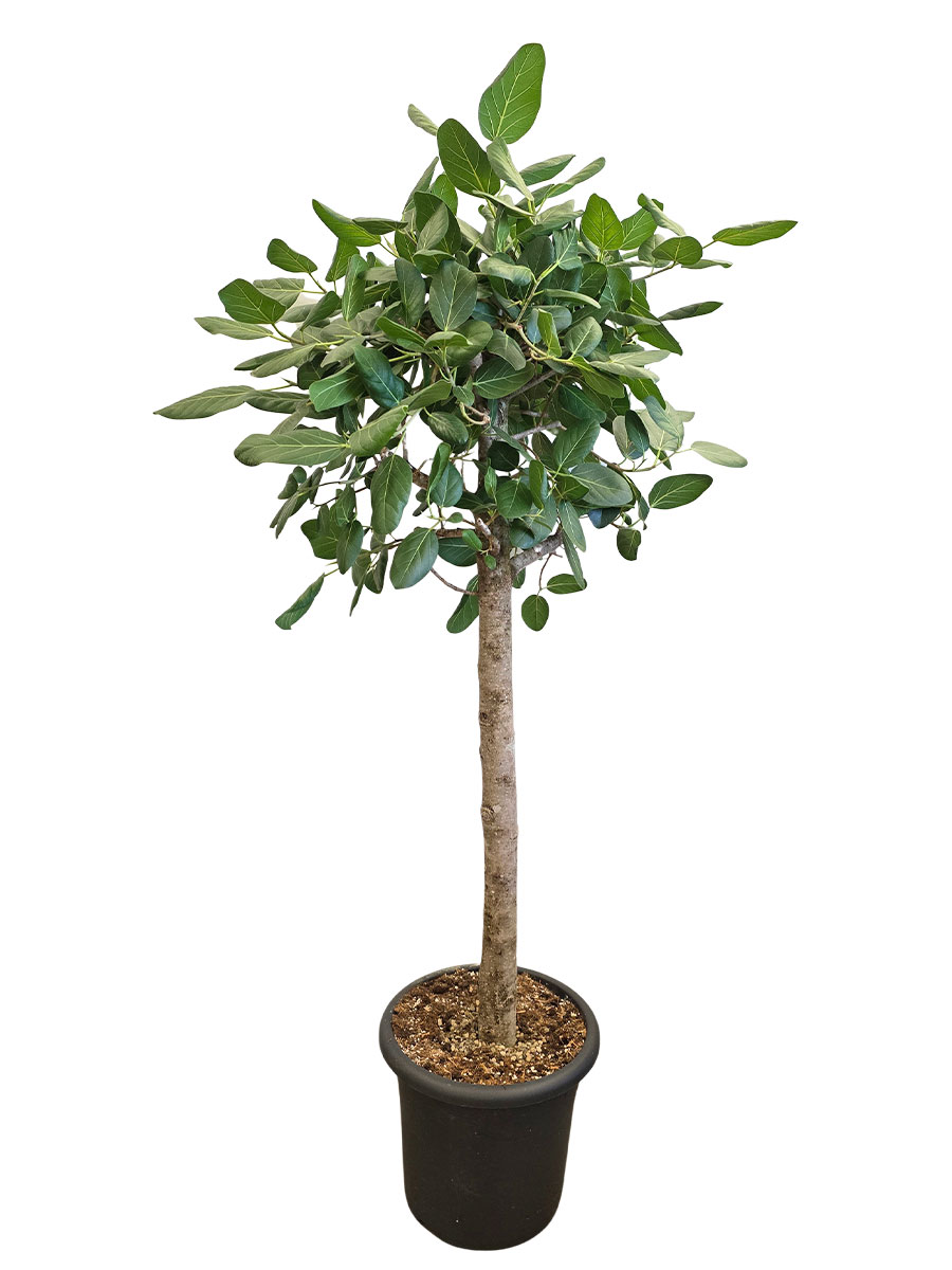Banyanbaum Ficus Benghalensis - Gross