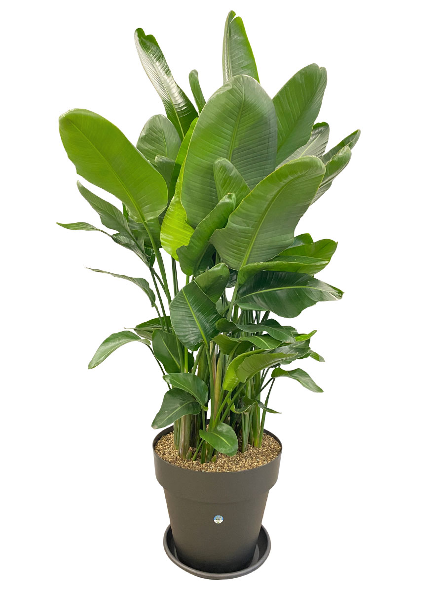 Strelitzia Nicolai - Gross