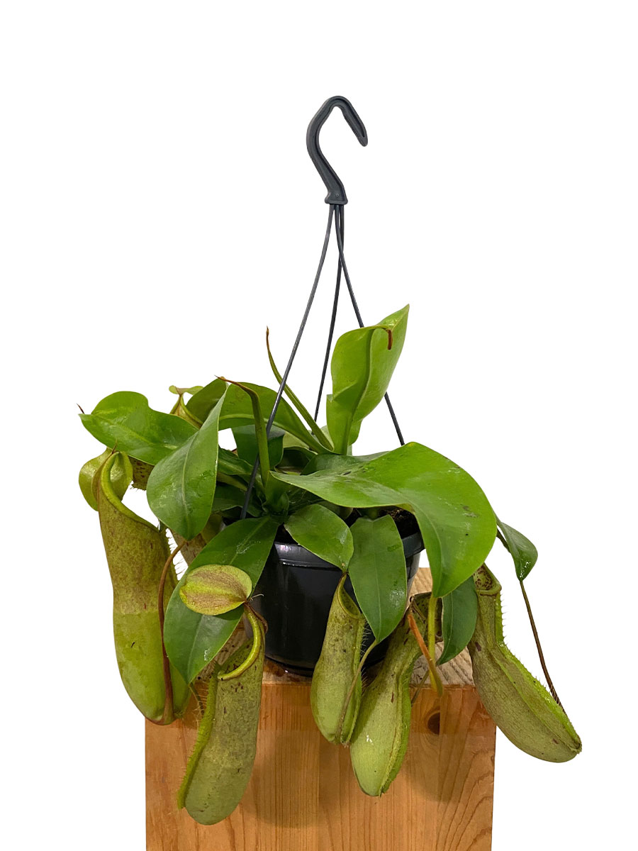 Hänger - Kannenpflanze Nepenthes Louisa