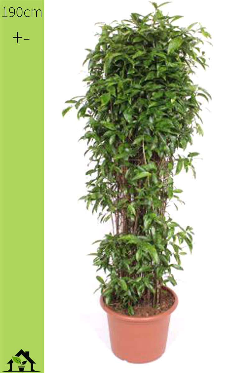 Drachenbaum Dracaena surculosa Busch 180-190cm