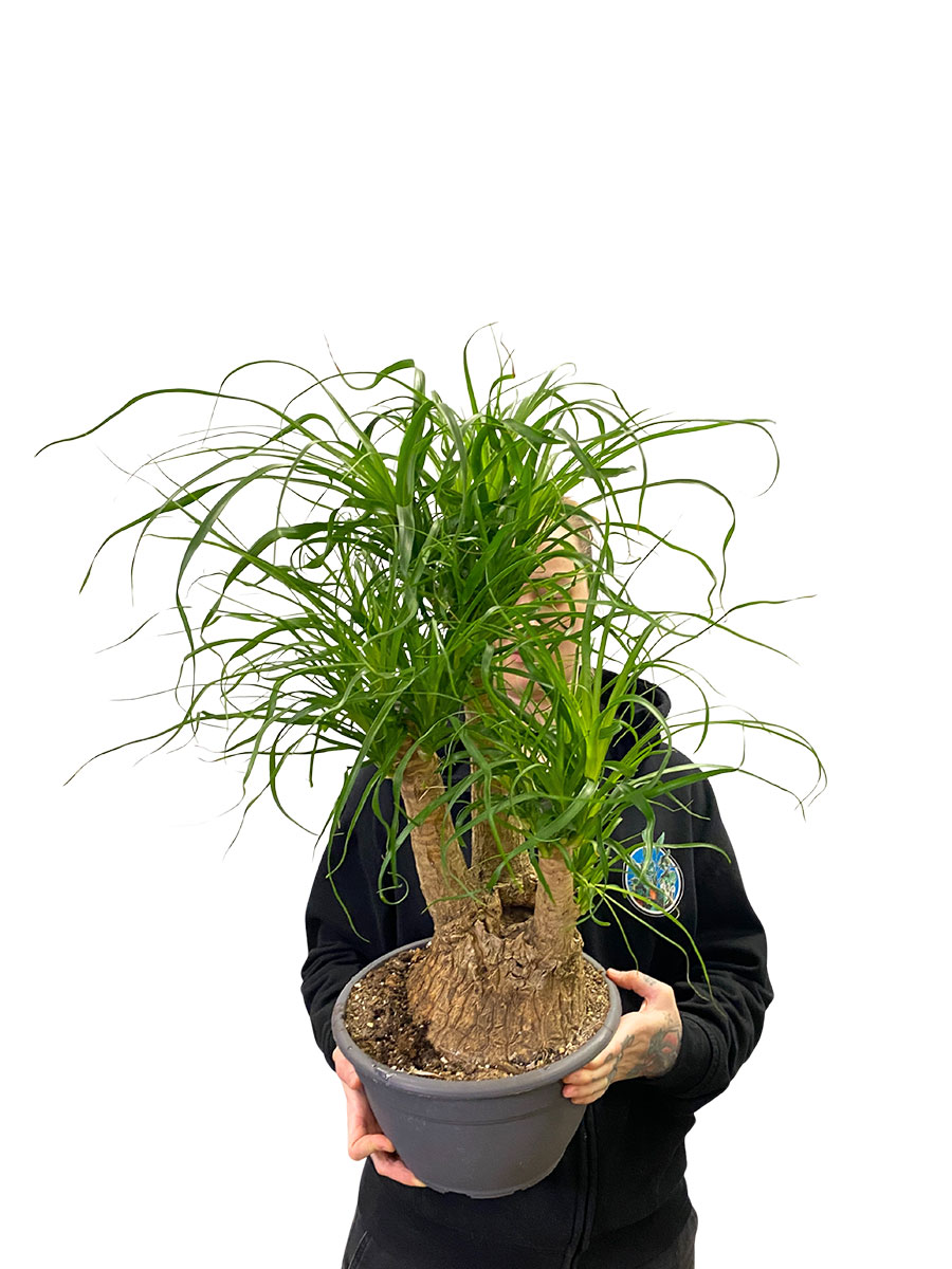 Elefantenfuss Beaucarnea Verzweigt