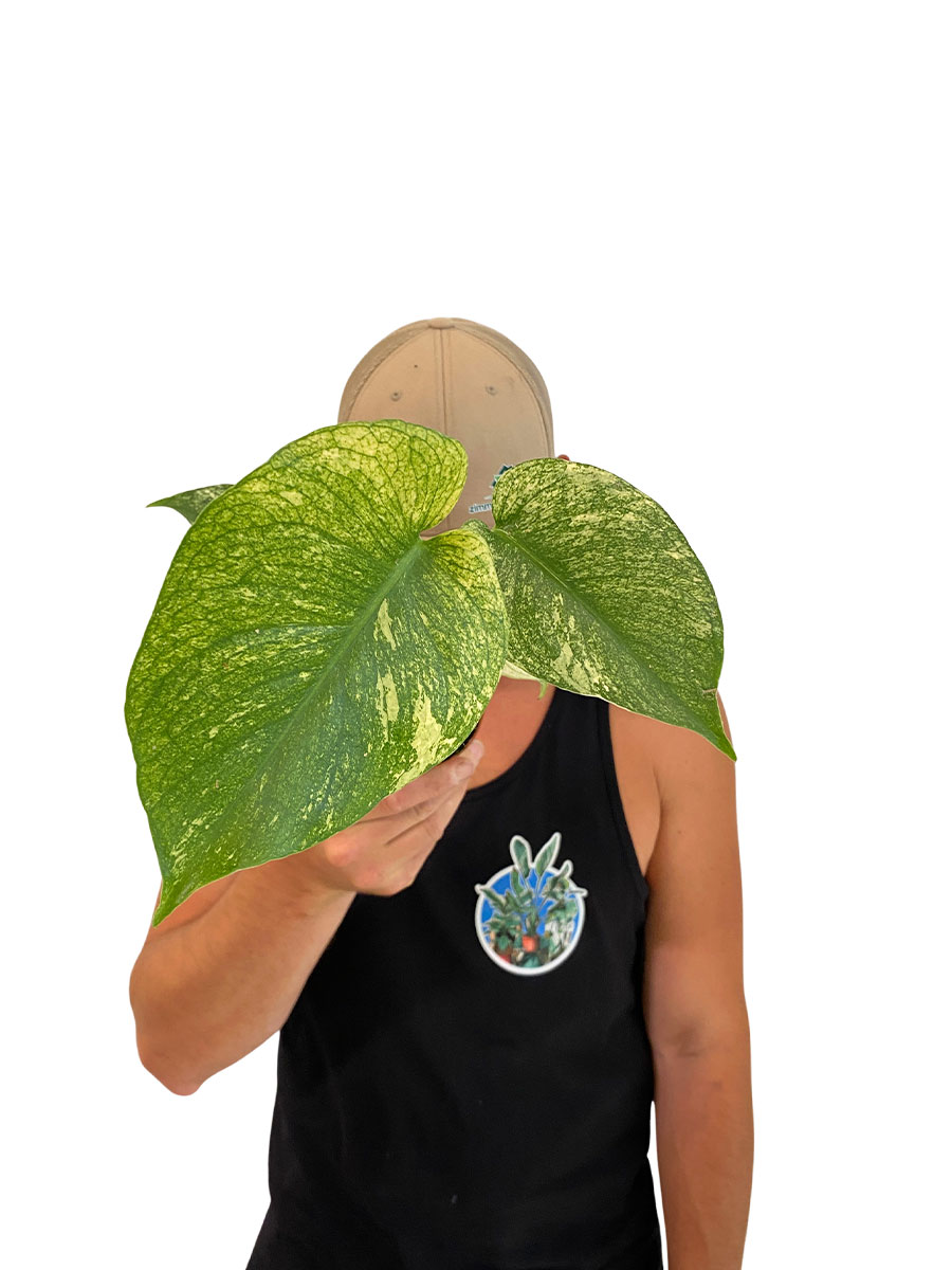 Baby Monstera Mint Variegata