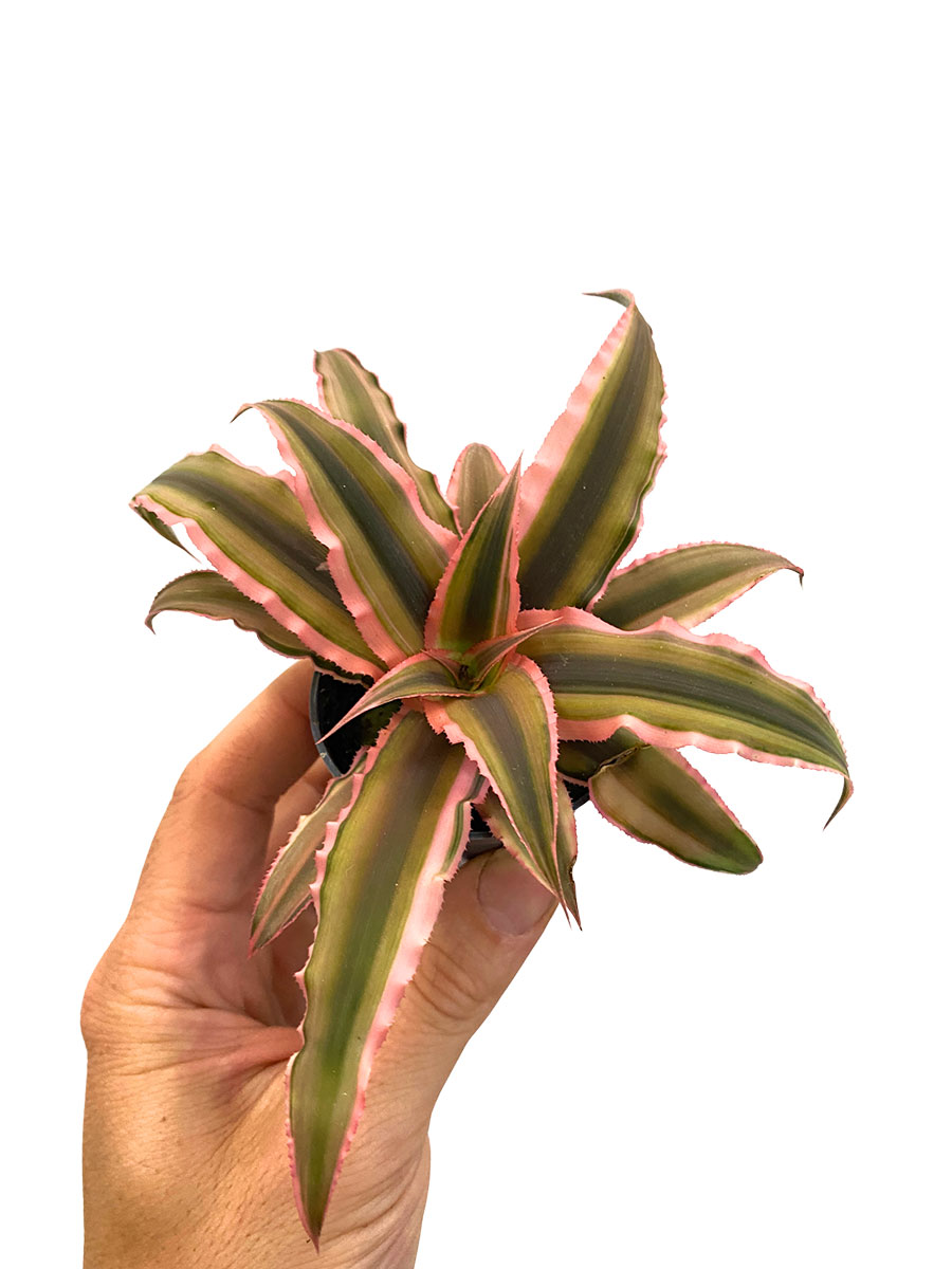 Baby Cryptanthus Rubin Star
