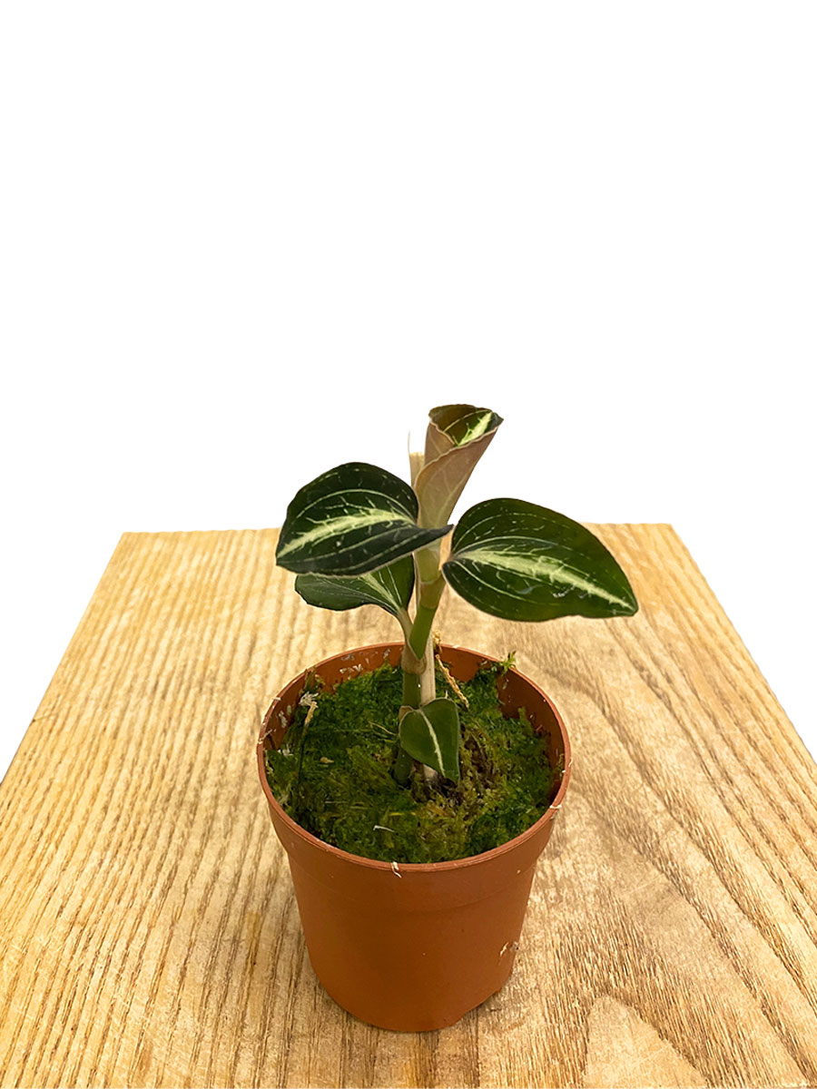 Juwelorchidee Macodes Petula Amber