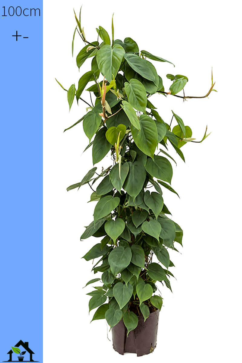 Philodendron scandens Hydro 100cm 22/19
