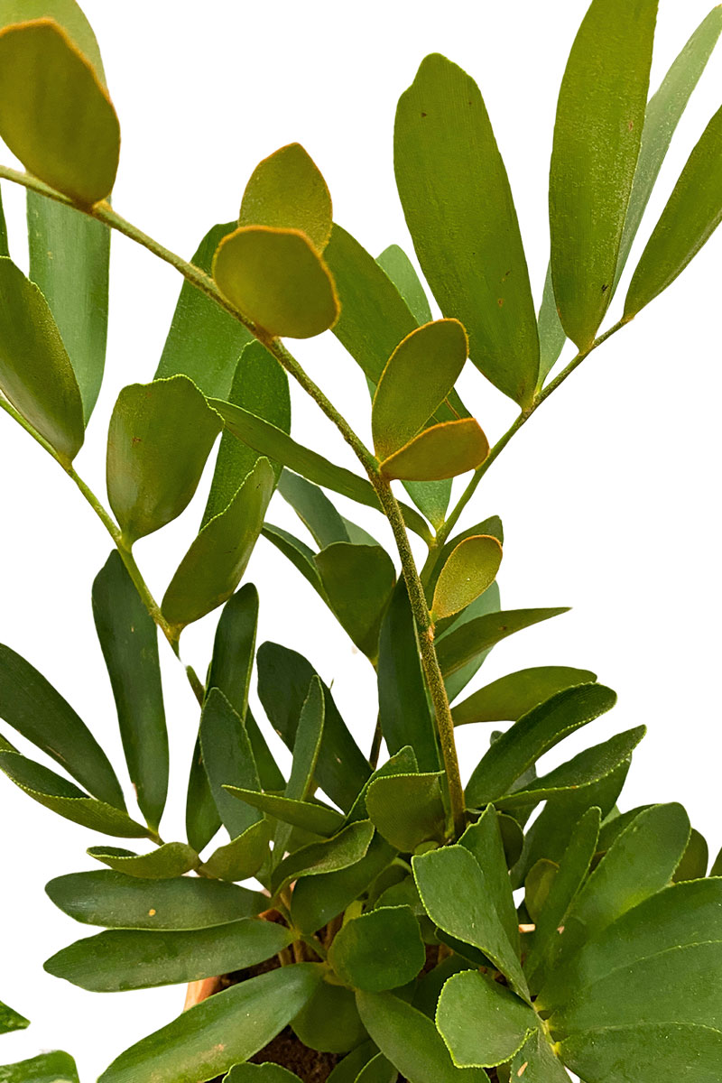 Zamia Furfuracea