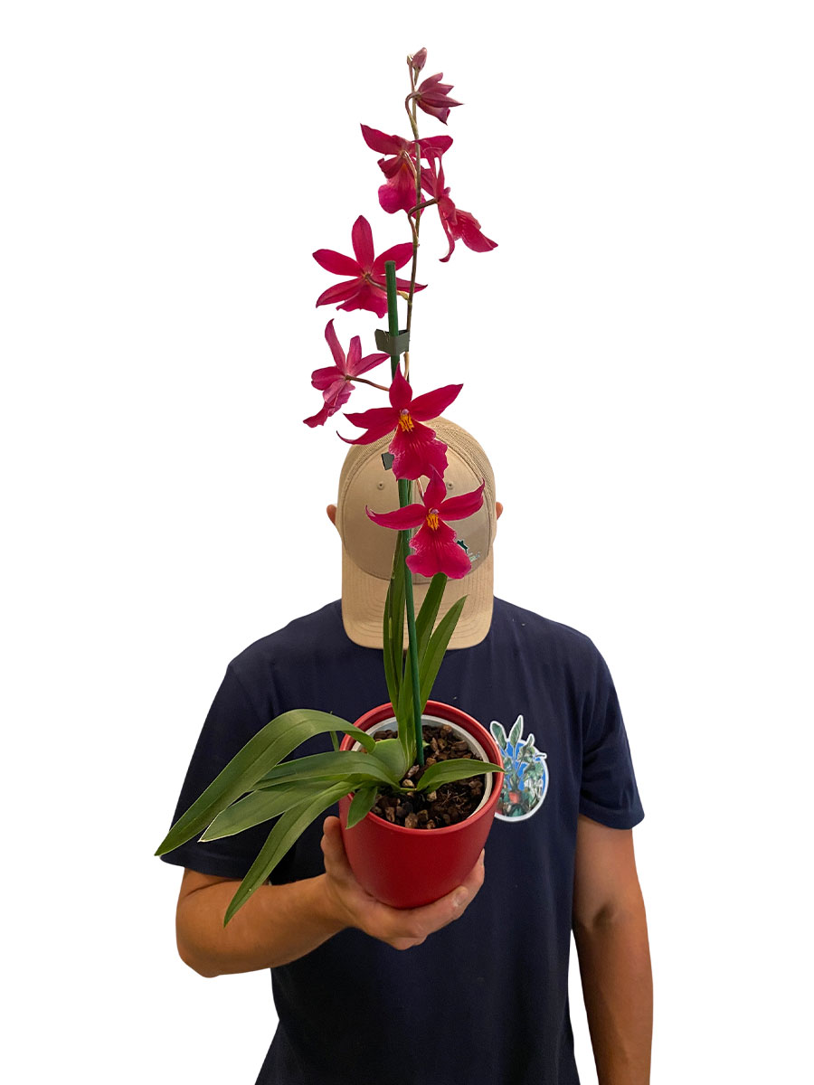 Orchidee Nelly Isler Red Velvet im Keramiktopf