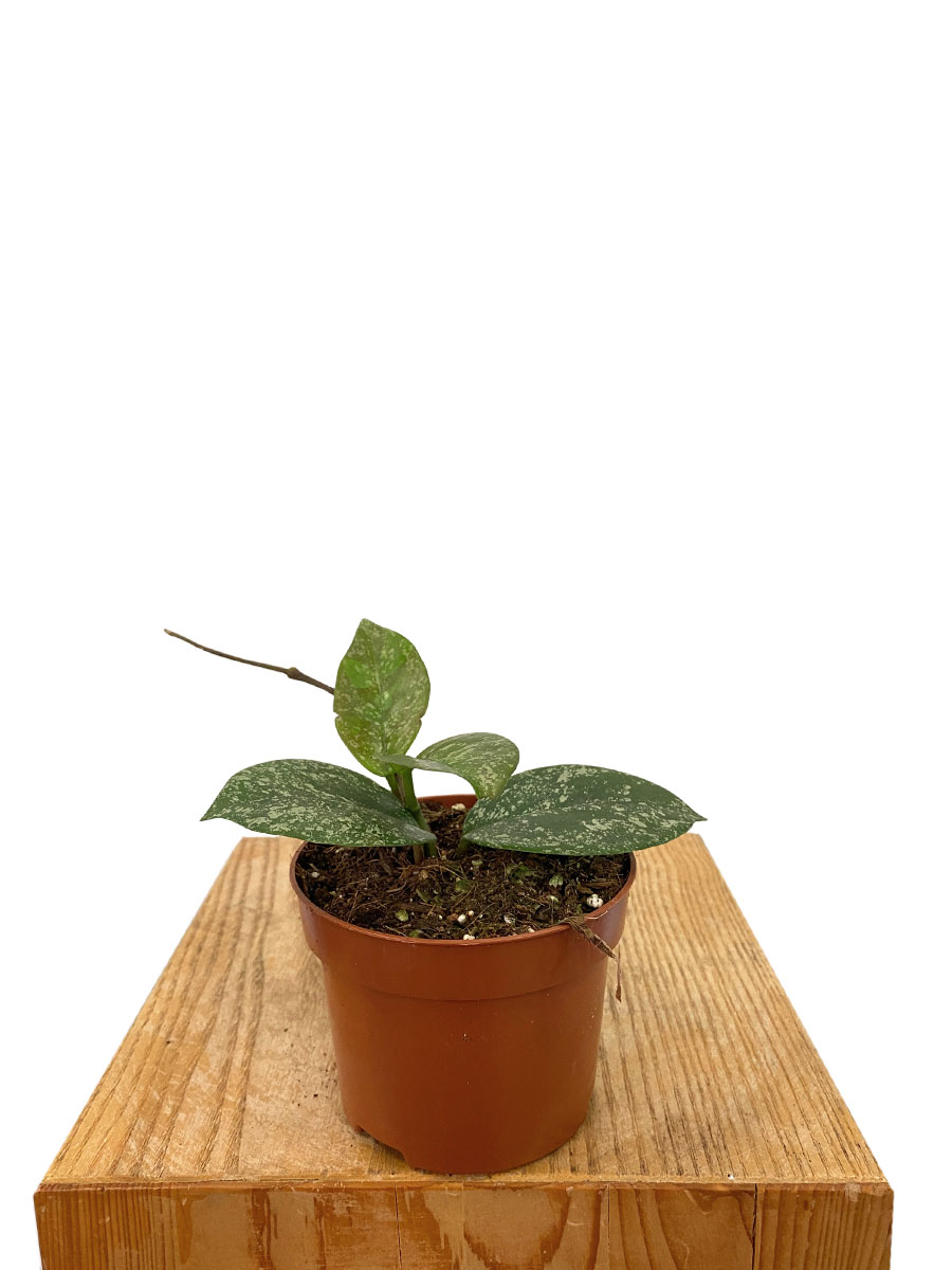 Hoya Parasitica Splash