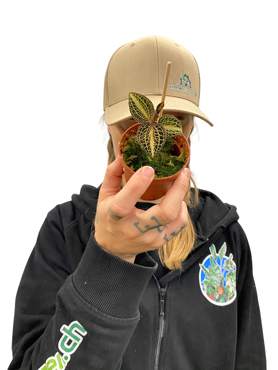 Juwelorchidee Macodes Pearl