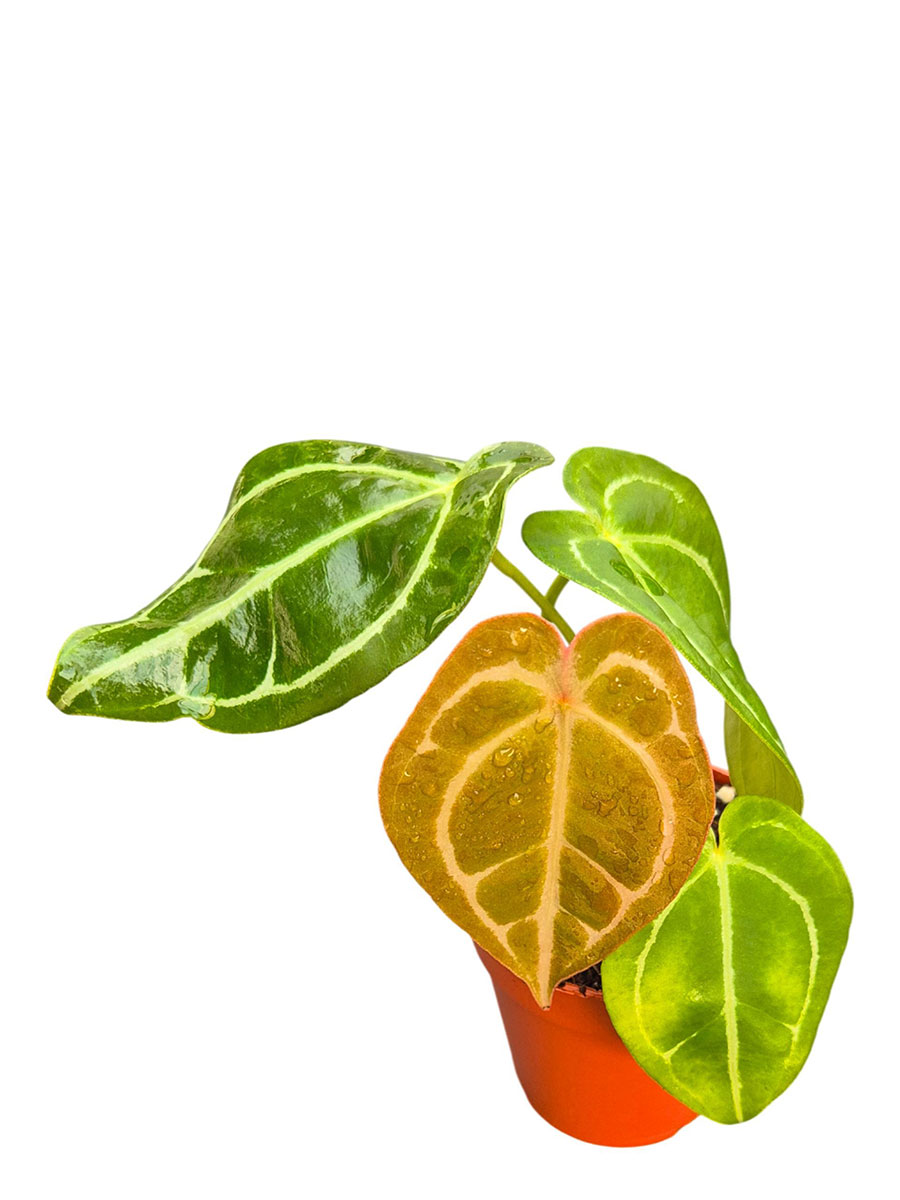 Anthurium DocBlock® Crystal Red × Forgetii