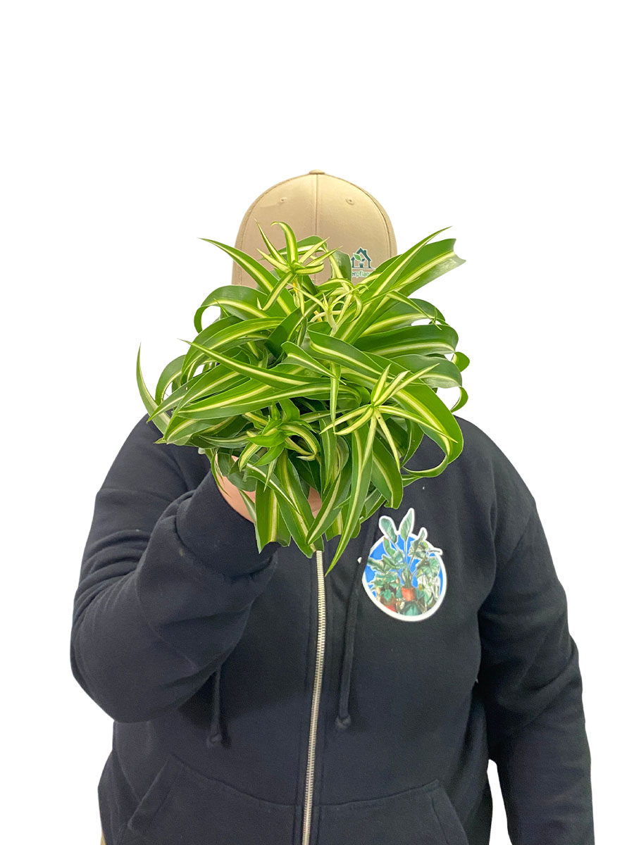 Grünlilie Chlorophytum Bonnie