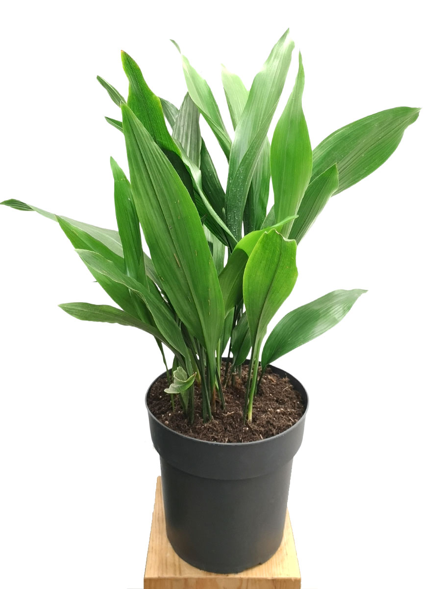 Schusterpalme Aspidistra elatior Tuff