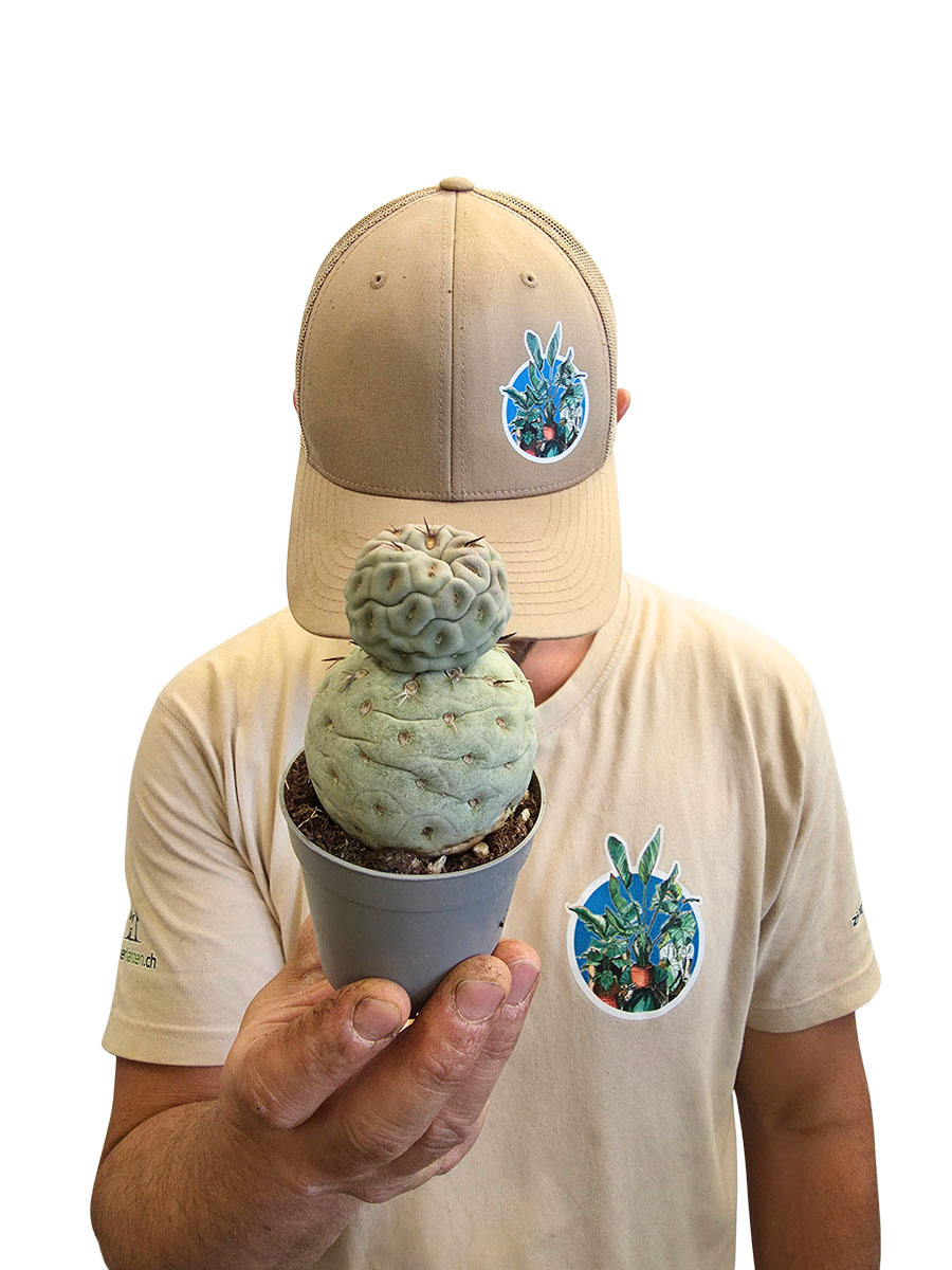 Tephrocactus Geometricus F. Hilflos