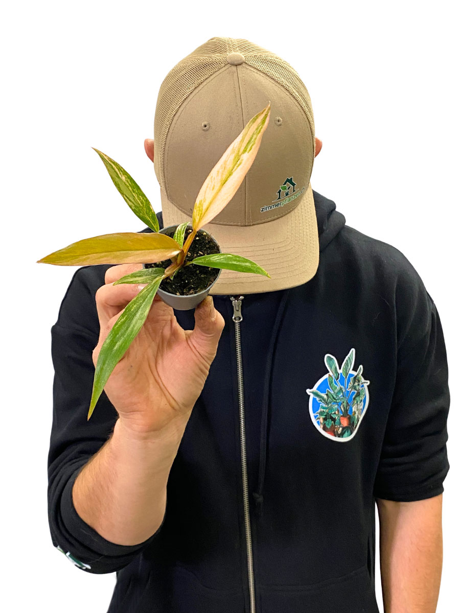 Philodendron Caramel Marble