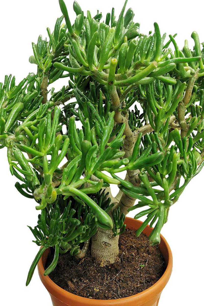 Geldbaum Crassula Hobbit