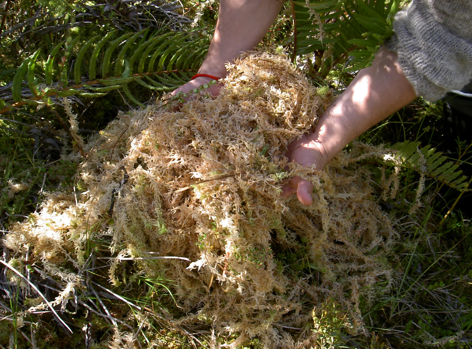 Premium Sphagnum Moos Chile 1000g - Gepresst Premium Sphagnum Moos Chile 1000g - Gepresst