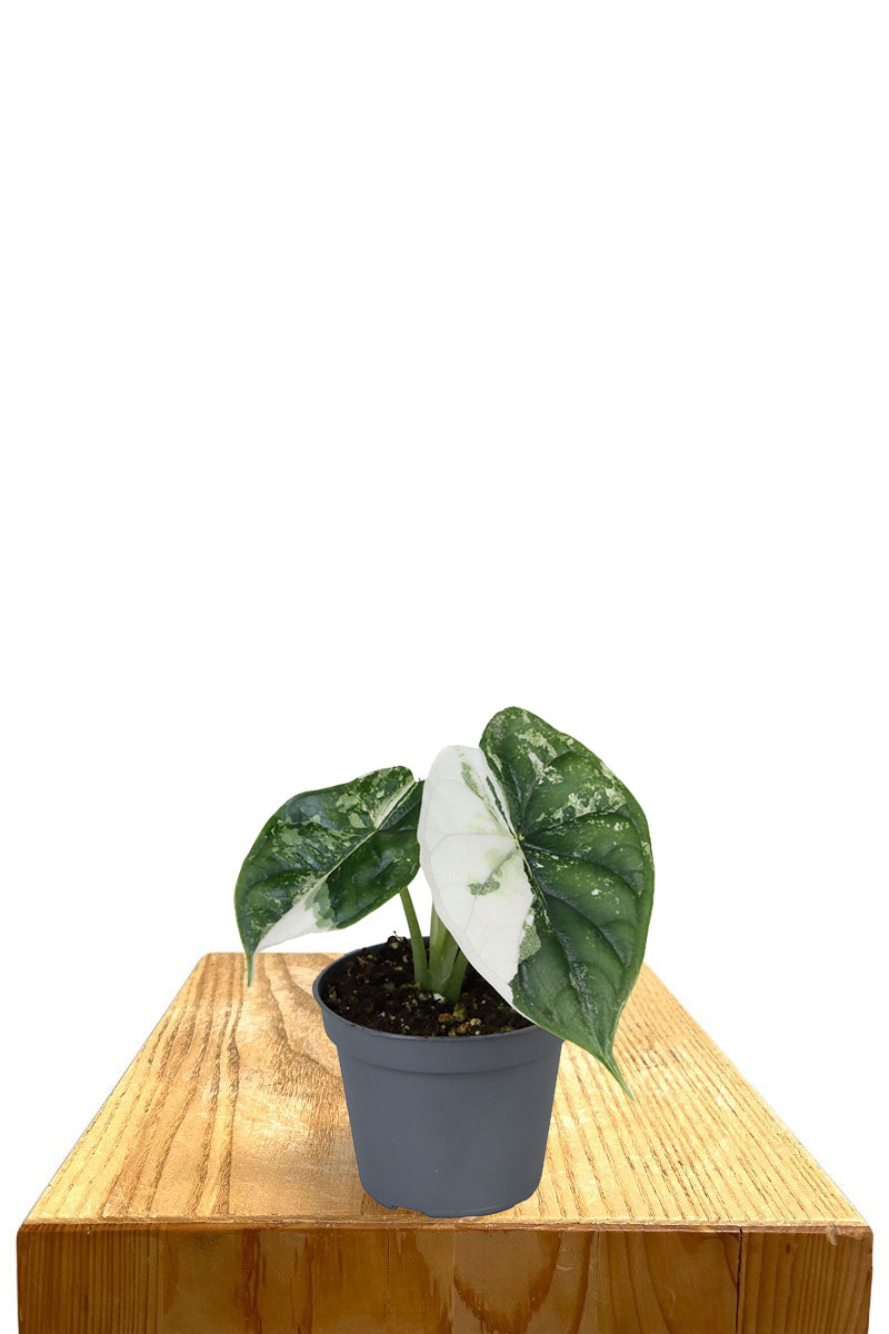Baby Alocasia Dragon Scale Variegata