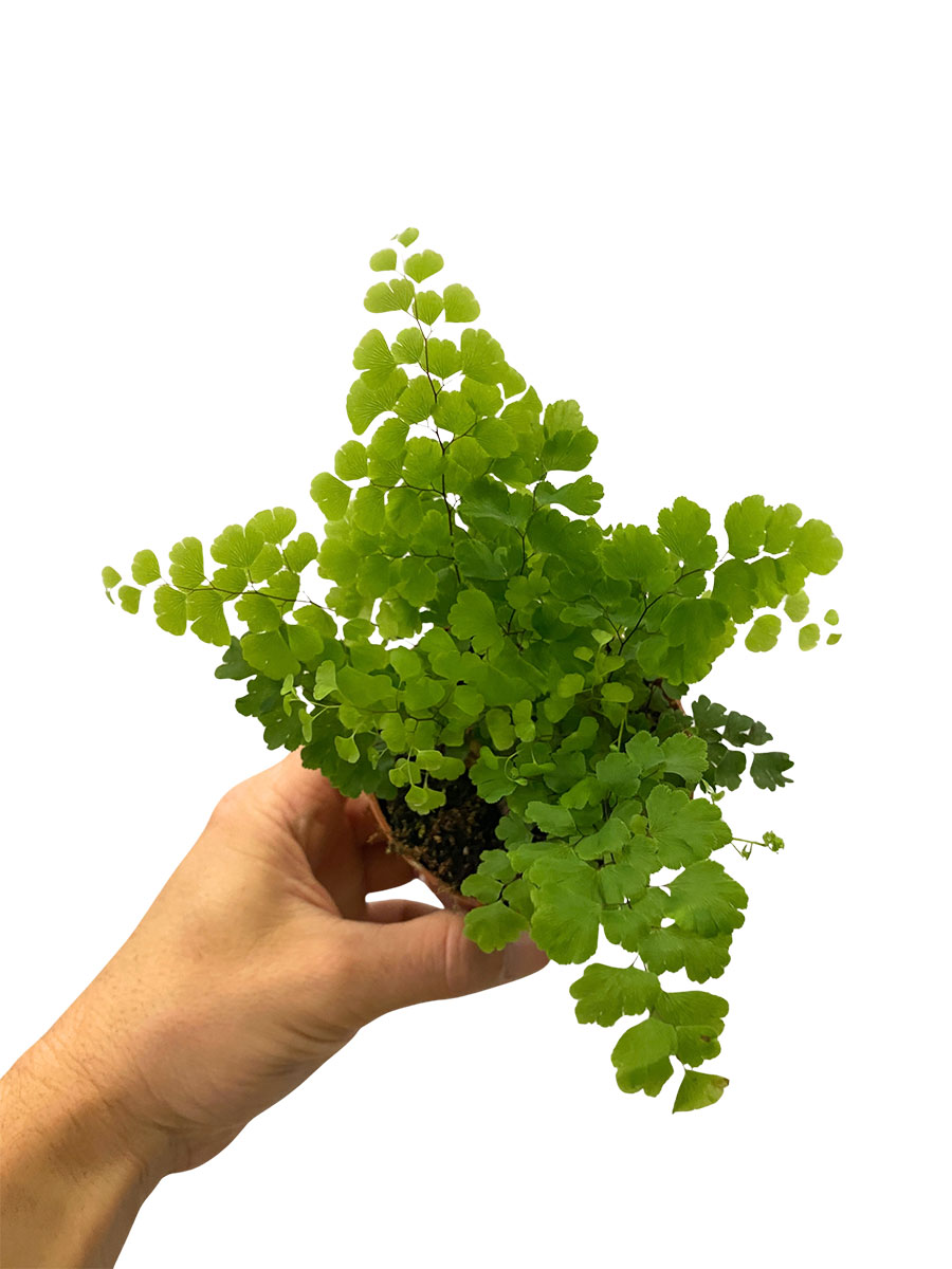 Frauenhaarfarn Adiantum Raddianum