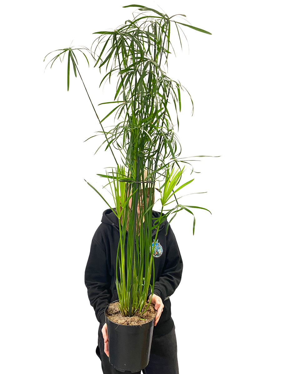 Zypergras Cyperus Glabor