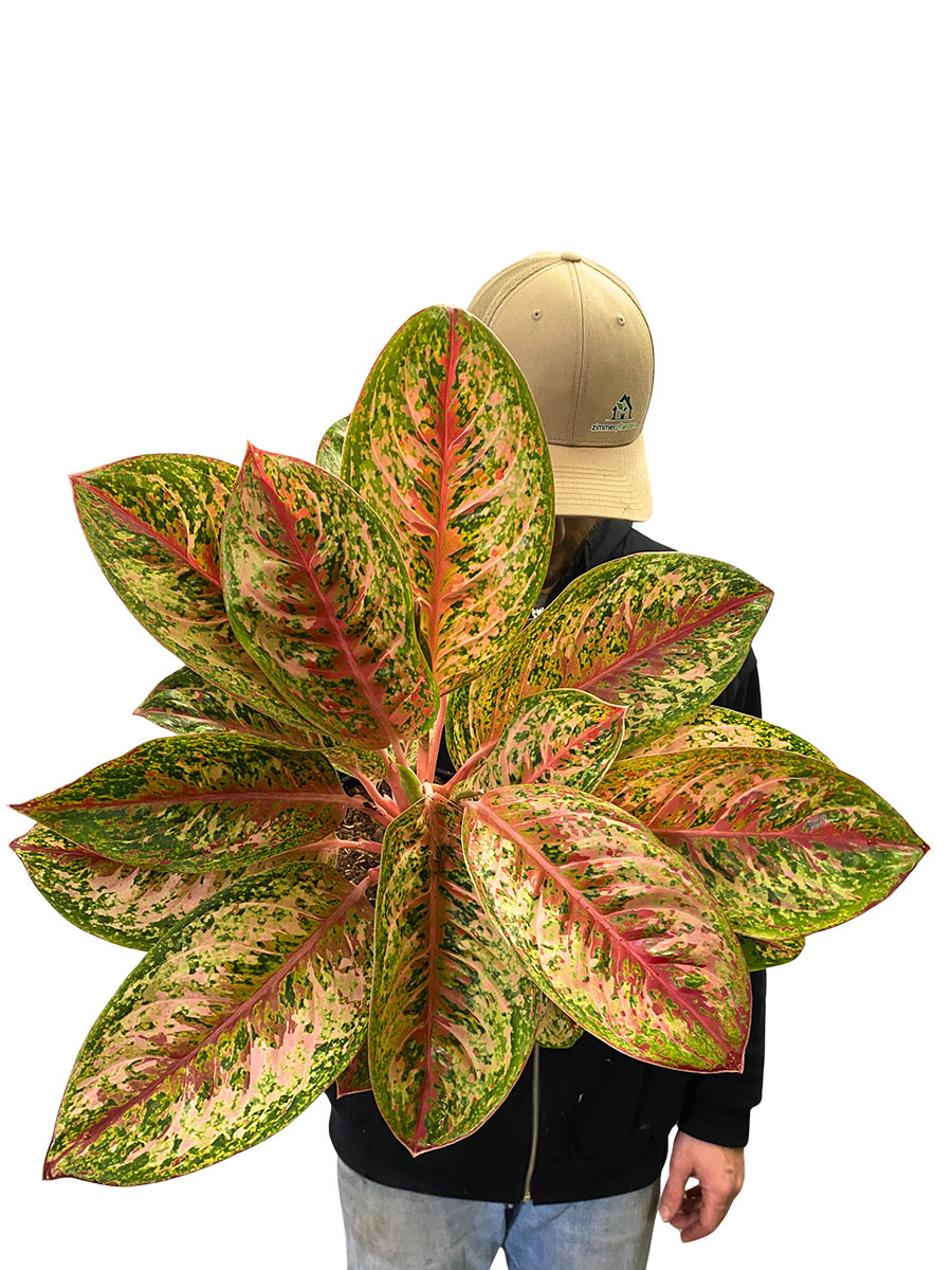 Aglaonema Painted Celebration