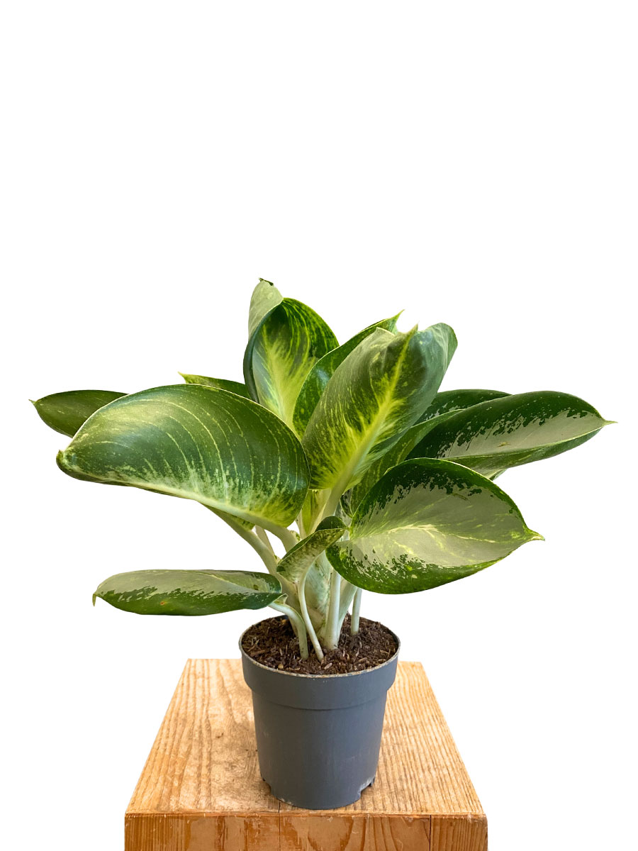 Aglaonema Turtle Green