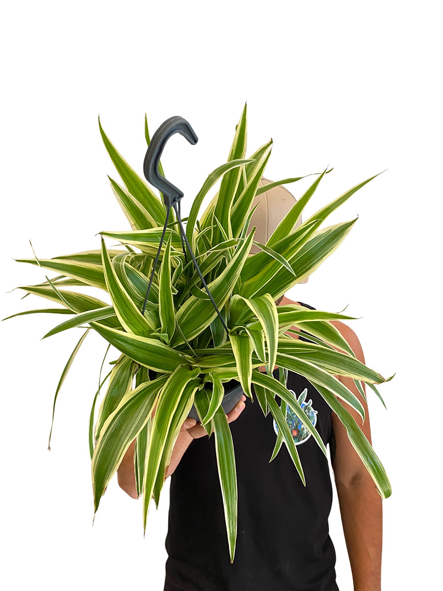 Hänger - Grünlilie Chlorophytum Laxum