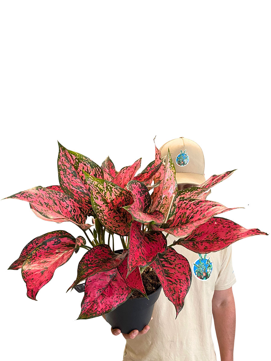 Aglaonema Spicy Rosa - Gross