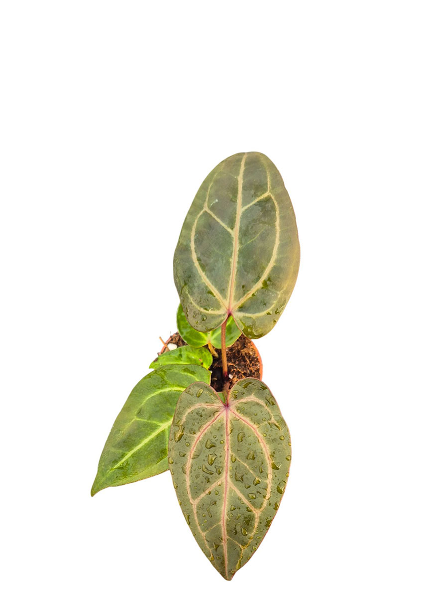 Anthurium DocBlock® Dark & Handsome® × Minerva®