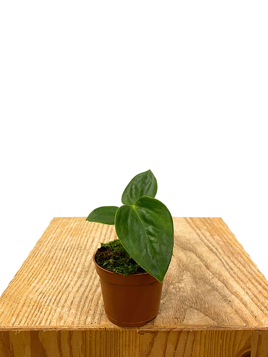 Baby Anthurium Veitchii