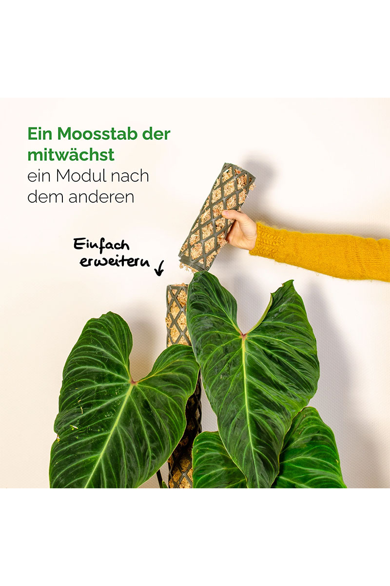 PlantMe Moosstab Maxi Set - Schwarz