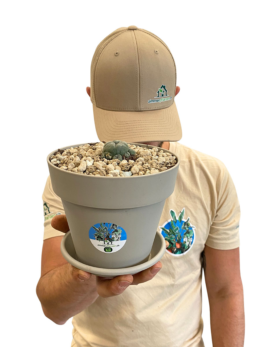 Baby Peyote Kaktus Lophophora Williamsii