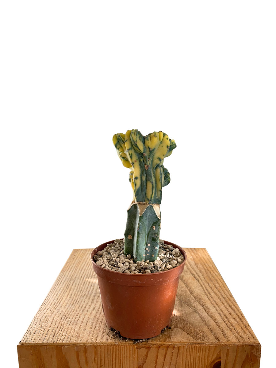 San Pedro Trichocereus Pachanoi Cristata Lemon